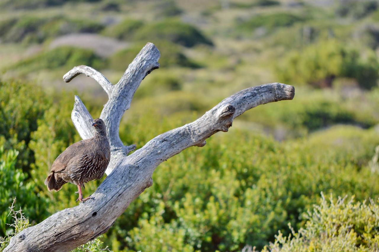 Gourikwa Nature Reserve Gouritzmond Екстер'єр фото